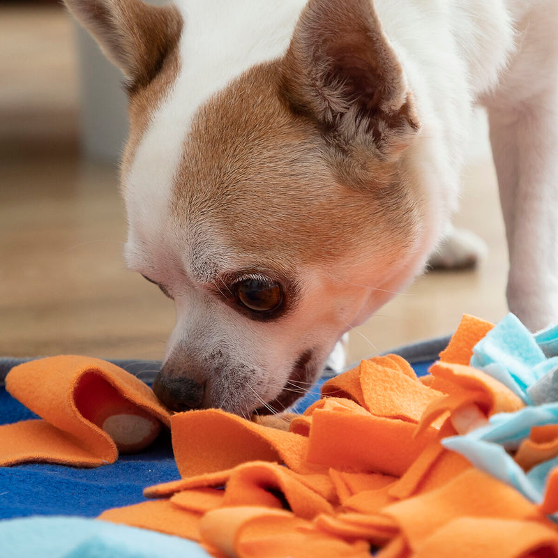 Tappeto olfattivo per cani, cos'è e come usarlo?